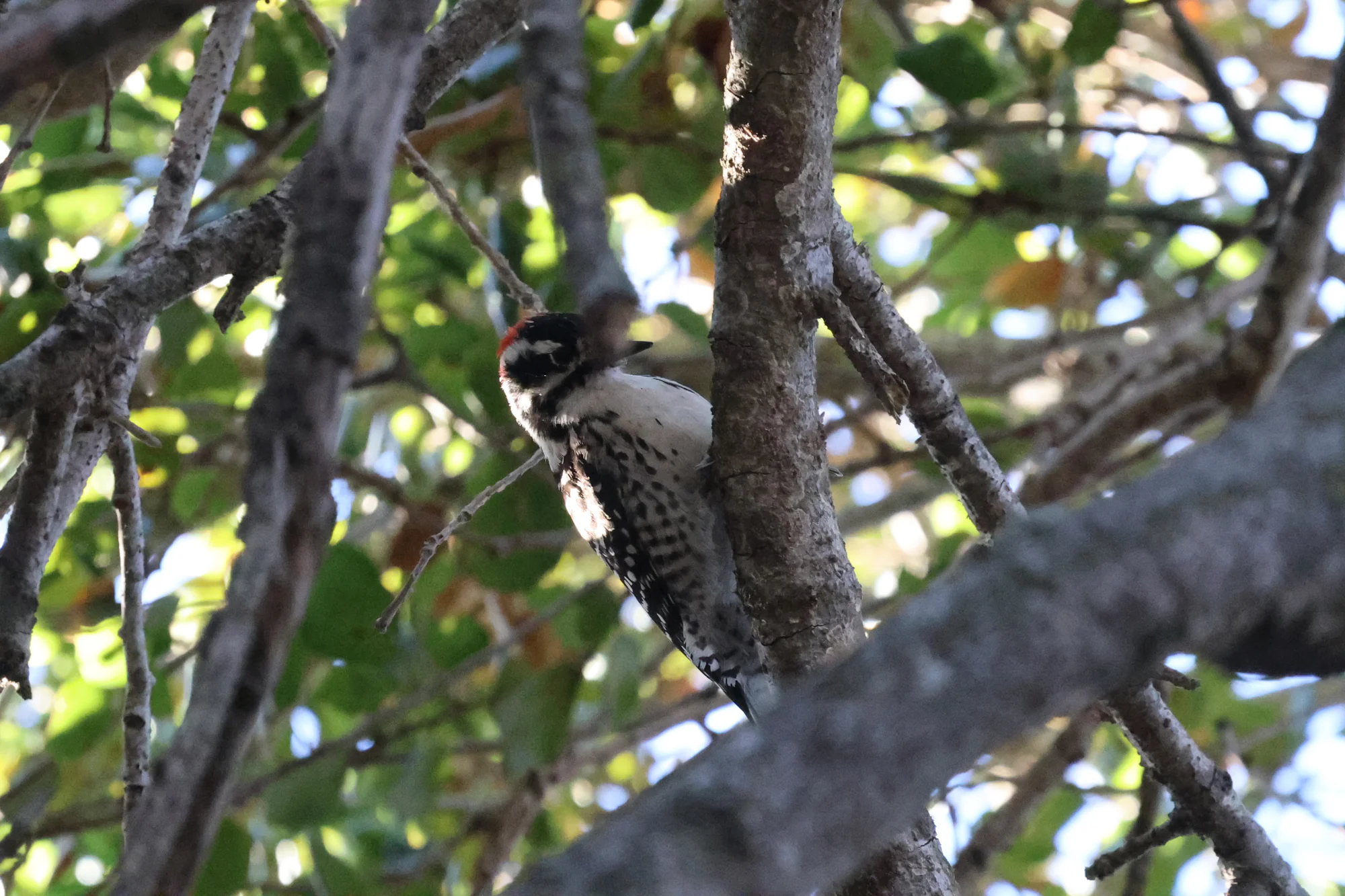 A Nuttall’s Woodpecker clinging to a tree trunk, with black-and-white plumage and red on the back of its head.