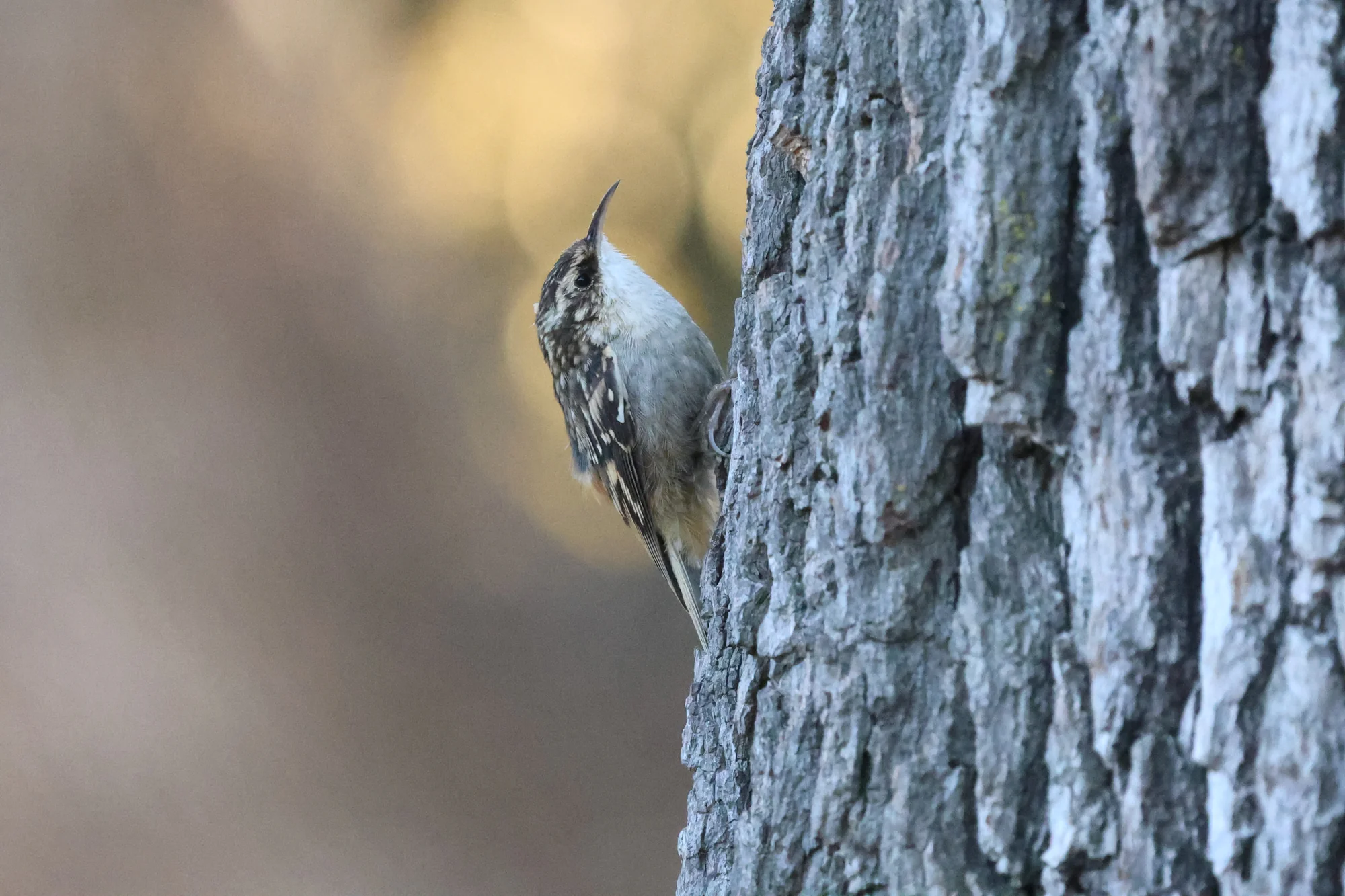 A Brown Creeper clinging upright to a tree trunk, with a slender curved bill and mottled brown-and-white plumage.