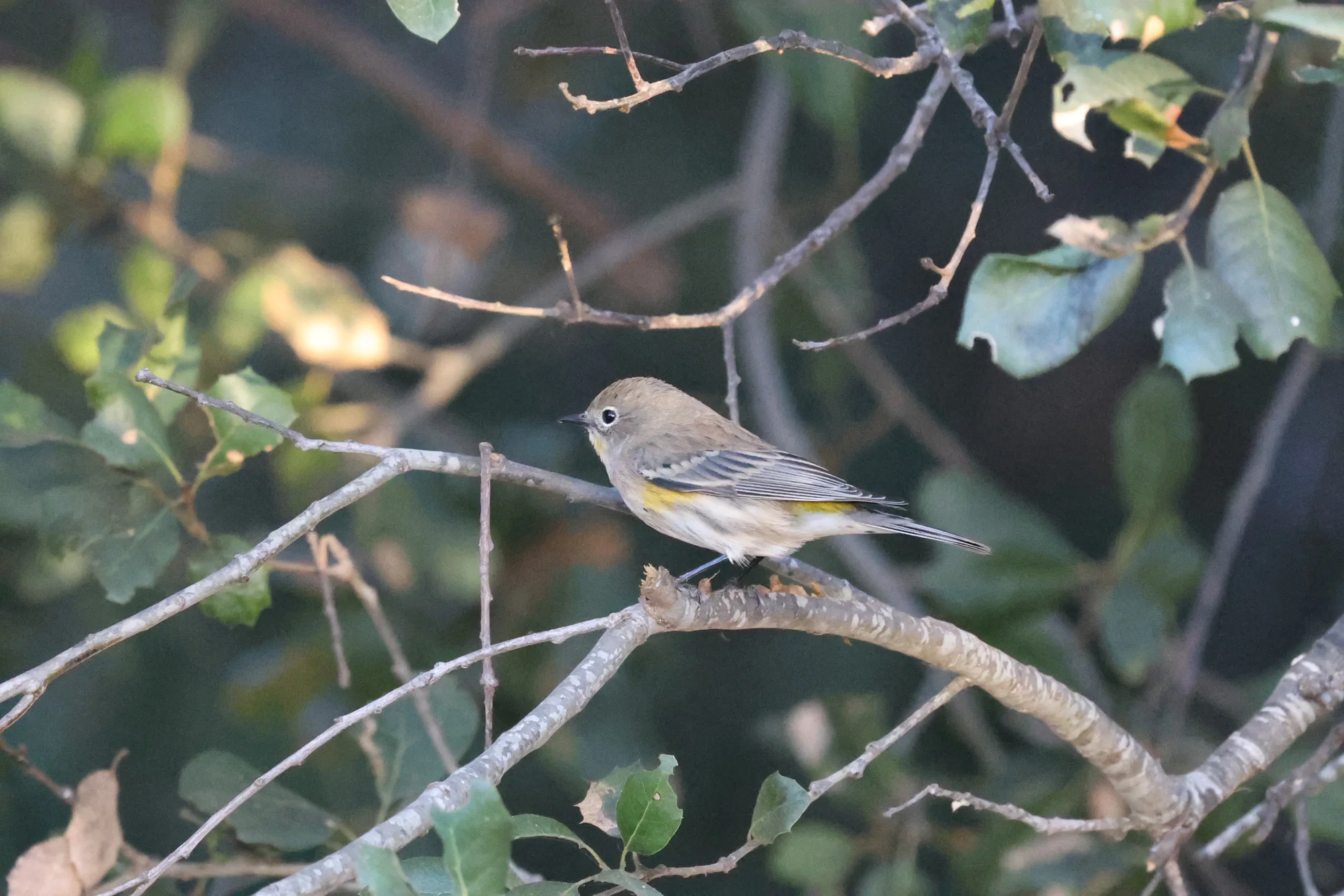 A Yellow-rumped Warbler in side profile on a branch, showing a bright yellow rump, yellow side patch and pale eye ring.