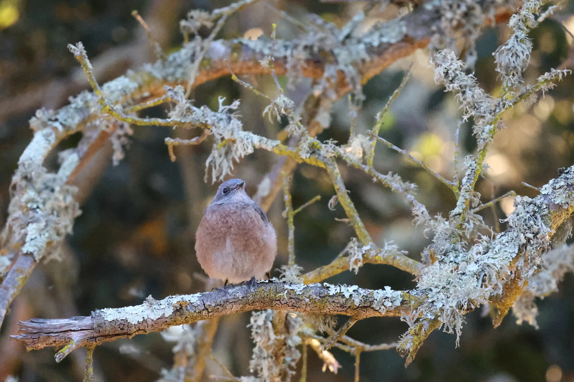 A round Western Bluebird with a blue-grey head and rusty breast perched among branches covered in pale lichen.
