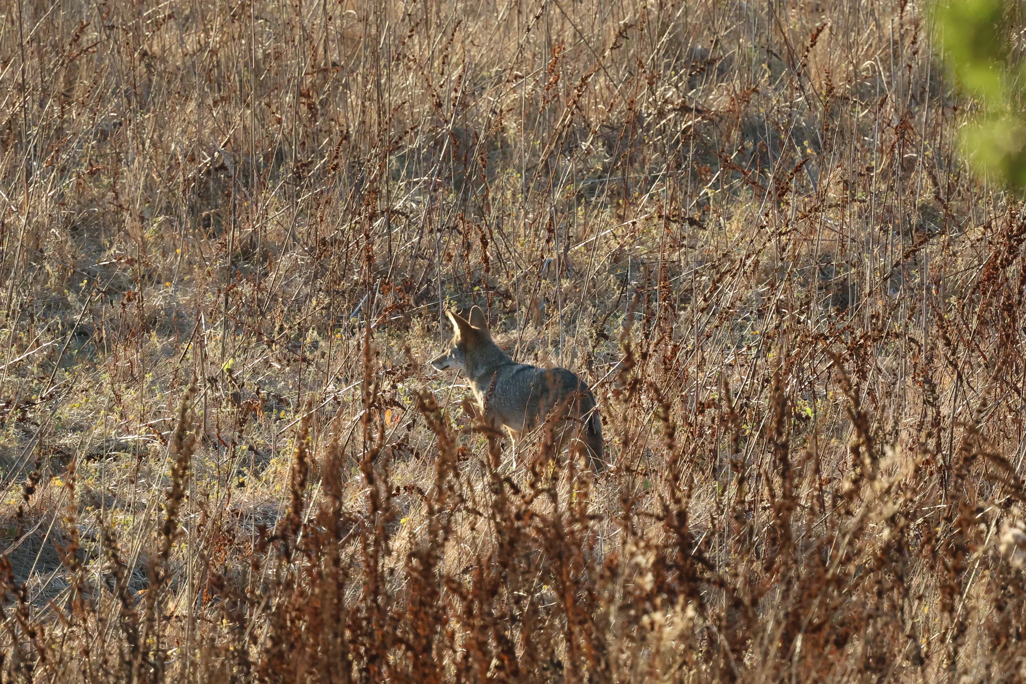 A Coyote with a grey back and reddish ears standing partly concealed in sunlit dry grass.