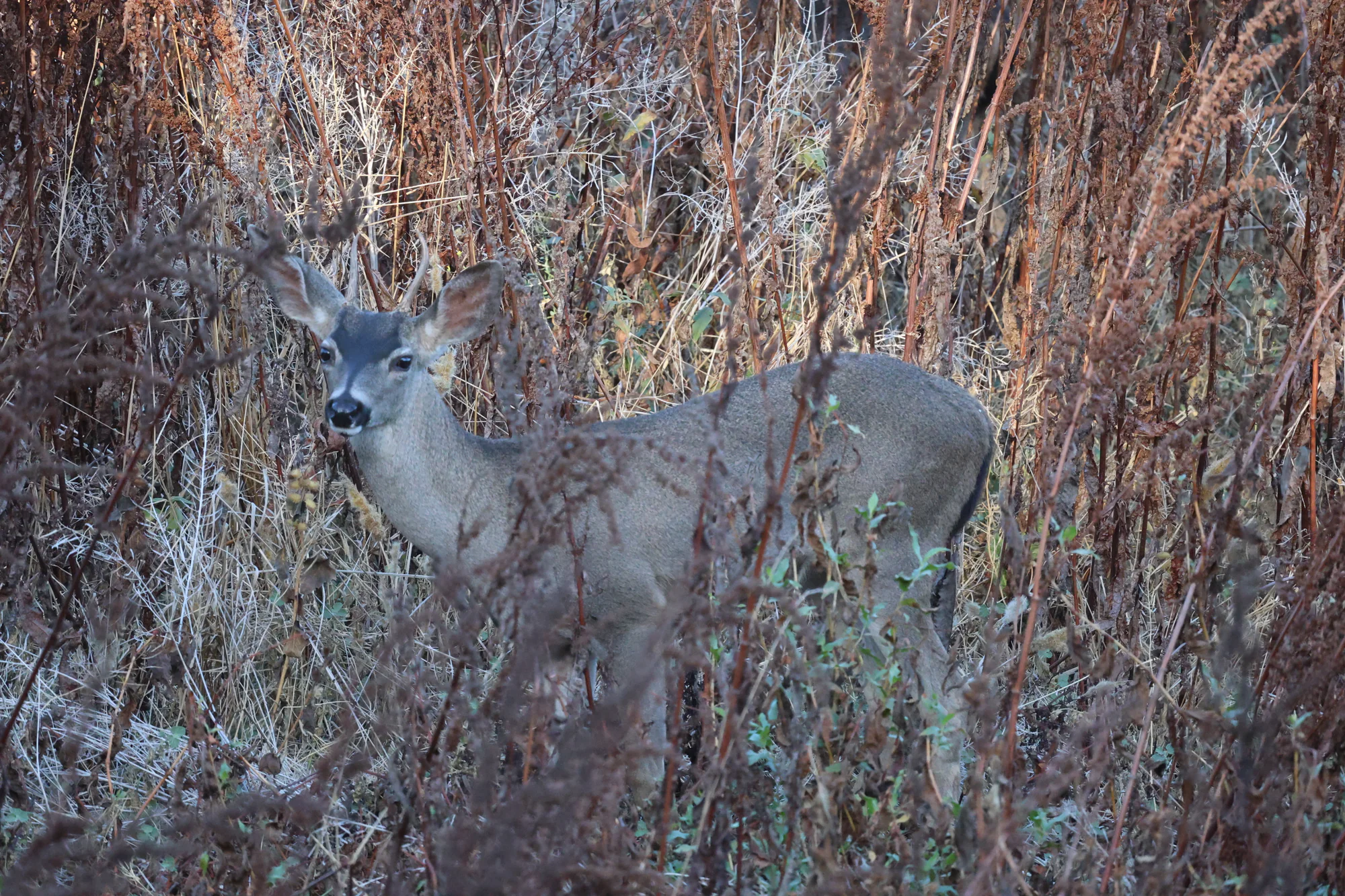 A Mule Deer with large upright ears looking toward the camera through tall dry stems.